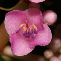 Medinilla multiflora Merr.